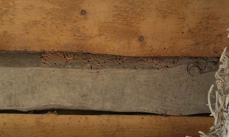 BAU.DE / BAU-Forum: 1. Bild zu Frage "L&ouml;cher in Zwischendecken-Brettern (1951): Ursachen, Sch&auml;dlingsbefall & Sanierung?" im BAU-Forum "Holzschutz, Holzsch&auml;den, Holzsanierung"