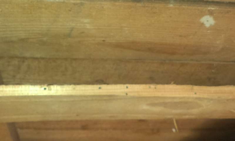 BAU.DE / BAU-Forum: 4. Bild zu Frage "L&ouml;cher in Zwischendecken-Brettern (1951): Ursachen, Sch&auml;dlingsbefall & Sanierung?" im BAU-Forum "Holzschutz, Holzsch&auml;den, Holzsanierung"