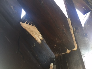 BAU.DE / BAU-Forum: 3. Bild zu Frage "Wei&szlig;er Pilz oder Schwamm an Treppe Holzart L&auml;rche mit Bankirai Stufen" im BAU-Forum "Holzschutz, Holzsch&auml;den, Holzsanierung"