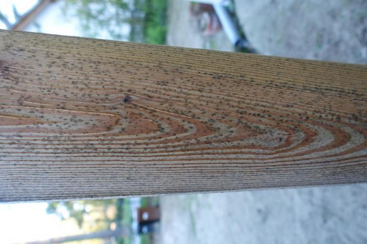 BAU.DE / BAU-Forum: 3. Bild zu Frage "Frage zu Schimmelflecken au&szlig;en an neuem Haus" im BAU-Forum "Holzschutz, Holzsch&auml;den, Holzsanierung"