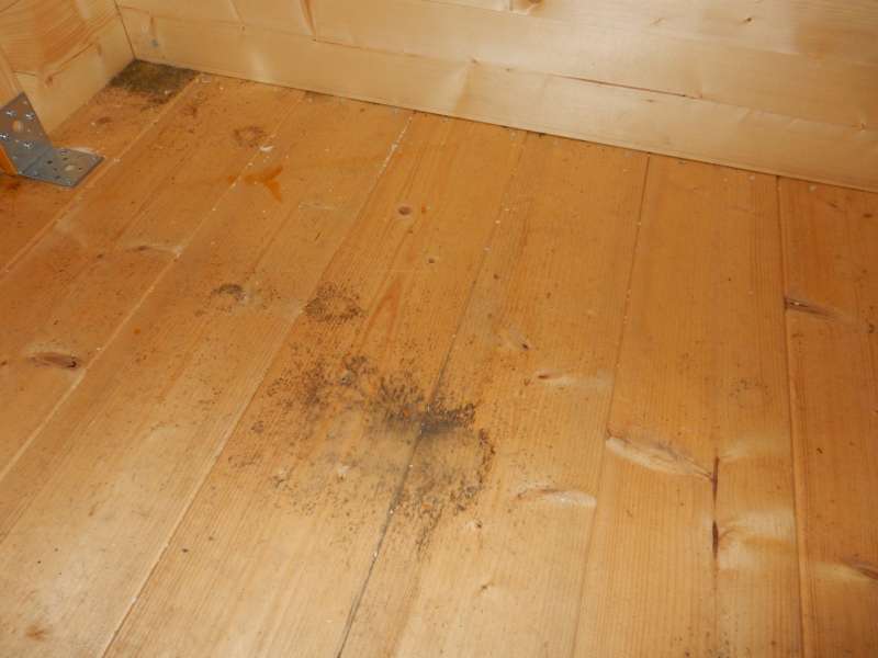 BAU.DE / BAU-Forum: 5. Bild zu Frage "Bl&auml;uebefall schon nach 3 Wochen Witterung?!" im BAU-Forum "Holzschutz, Holzsch&auml;den, Holzsanierung"