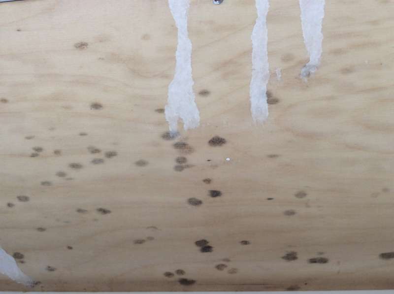 BAU.DE / BAU-Forum: 1. Bild zu Frage "Schimmel am Jalousiekasten / Rollokasten / Rolladenkasten" im BAU-Forum "Holzschutz, Holzsch&auml;den, Holzsanierung"