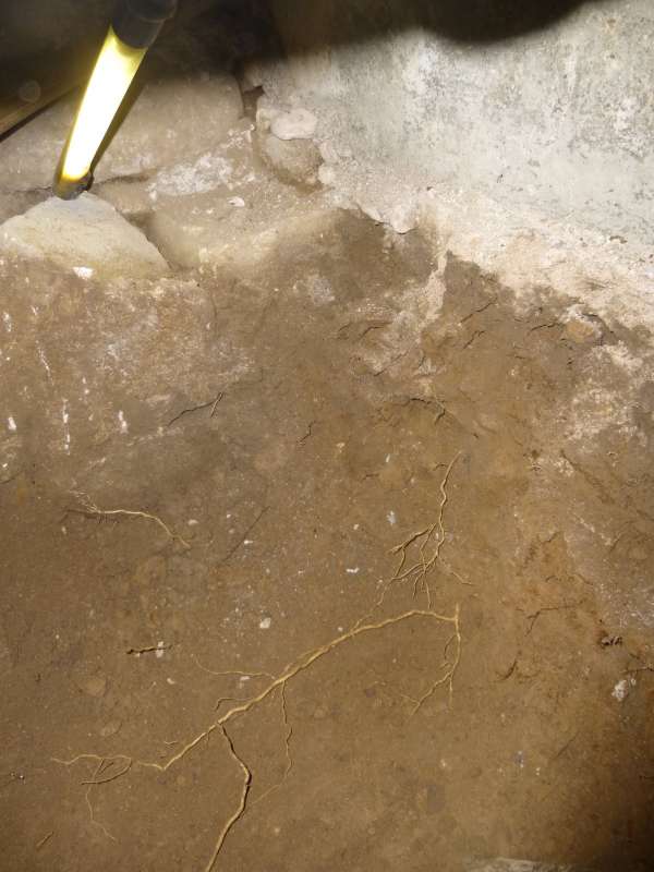 BAU.DE / BAU-Forum: 1. Bild zu Frage "Wurzeln gefunden &nbsp;-&nbsp; vom Hausschwamm oder nicht?" im BAU-Forum "Holzschutz, Holzsch&auml;den, Holzsanierung"