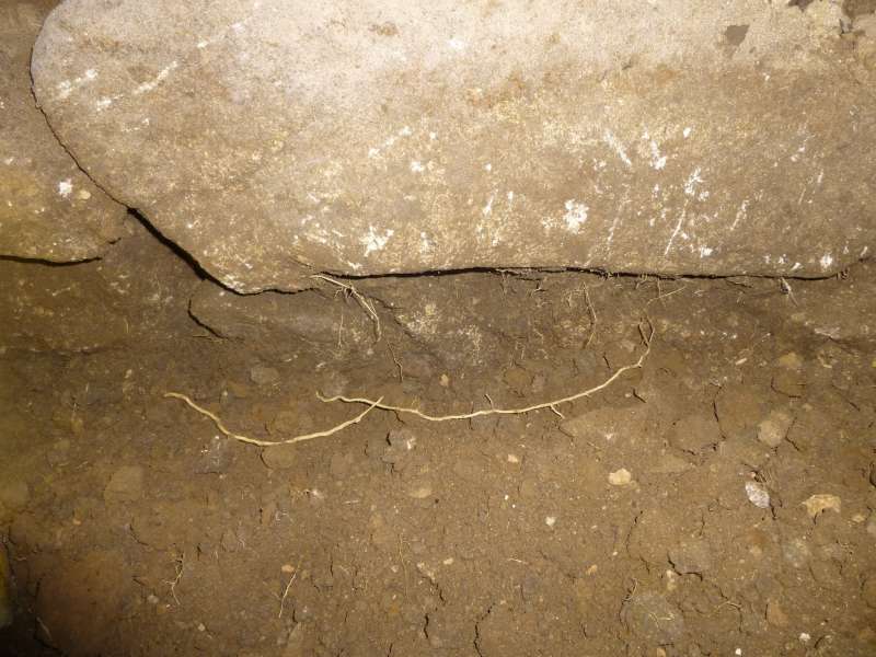 BAU.DE / BAU-Forum: 2. Bild zu Frage "Wurzeln gefunden &nbsp;-&nbsp; vom Hausschwamm oder nicht?" im BAU-Forum "Holzschutz, Holzsch&auml;den, Holzsanierung"