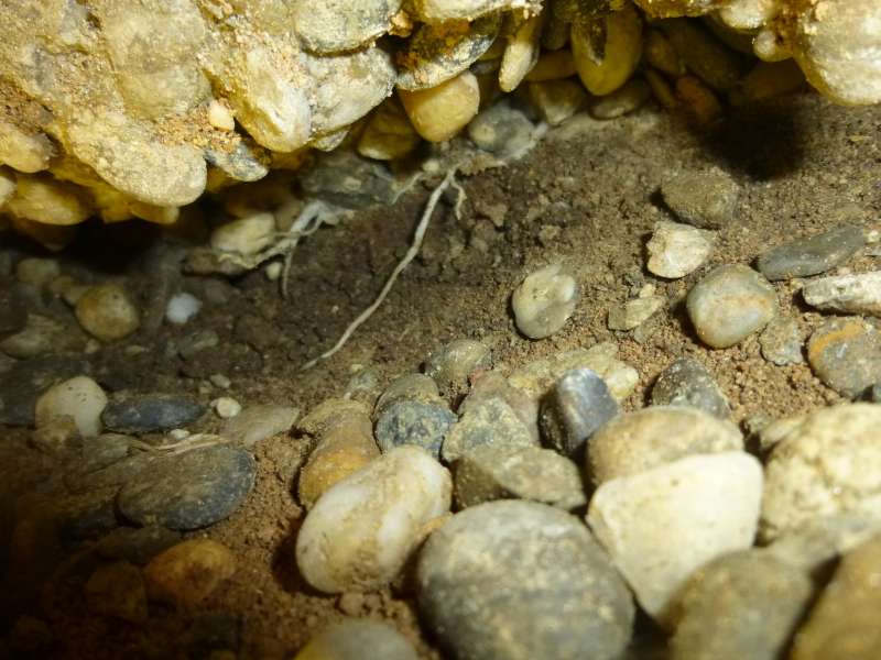 BAU.DE / BAU-Forum: 3. Bild zu Frage "Wurzeln gefunden &nbsp;-&nbsp; vom Hausschwamm oder nicht?" im BAU-Forum "Holzschutz, Holzsch&auml;den, Holzsanierung"