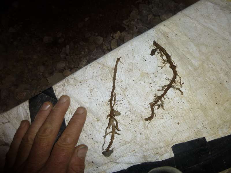 BAU.DE / BAU-Forum: 4. Bild zu Frage "Wurzeln gefunden &nbsp;-&nbsp; vom Hausschwamm oder nicht?" im BAU-Forum "Holzschutz, Holzsch&auml;den, Holzsanierung"