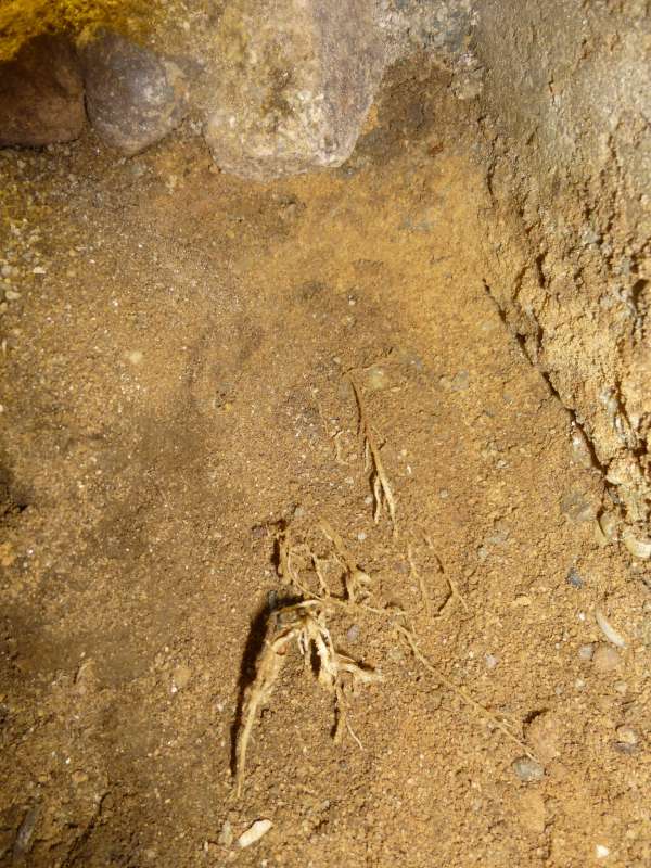 BAU.DE / BAU-Forum: 5. Bild zu Frage "Wurzeln gefunden &nbsp;-&nbsp; vom Hausschwamm oder nicht?" im BAU-Forum "Holzschutz, Holzsch&auml;den, Holzsanierung"