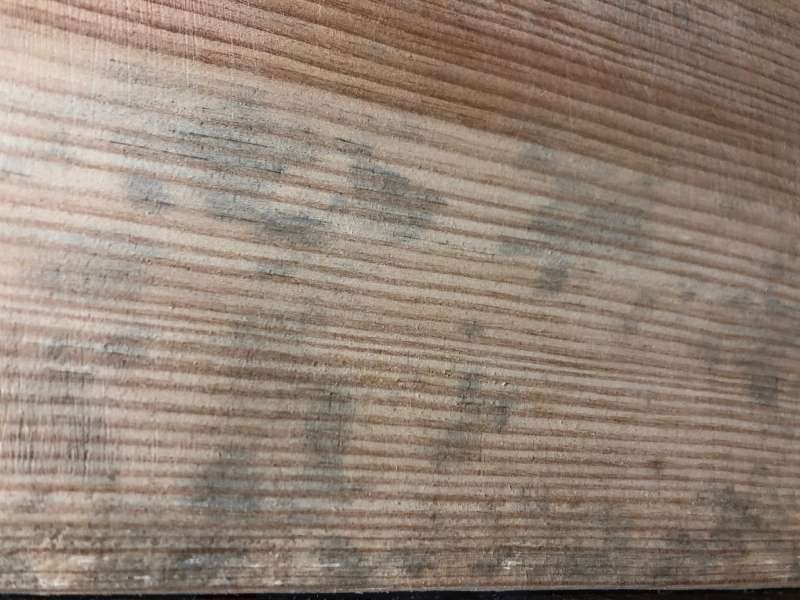 BAU.DE / BAU-Forum: 1. Bild zu Frage "Holzschimmel oder Holzgr&auml;ue?" im BAU-Forum "Holzschutz, Holzsch&auml;den, Holzsanierung"