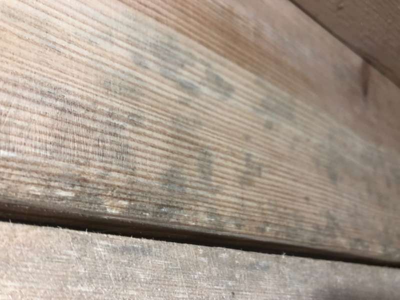 BAU.DE / BAU-Forum: 2. Bild zu Frage "Holzschimmel oder Holzgr&auml;ue?" im BAU-Forum "Holzschutz, Holzsch&auml;den, Holzsanierung"