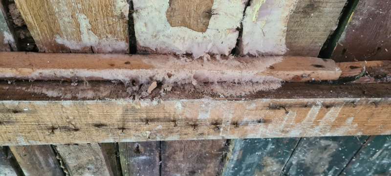 BAU.DE / BAU-Forum: 2. Bild zu Frage "Wei&szlig;er Porenschwamm oder doch Hausschwamm?" im BAU-Forum "Holzschutz, Holzsch&auml;den, Holzsanierung"