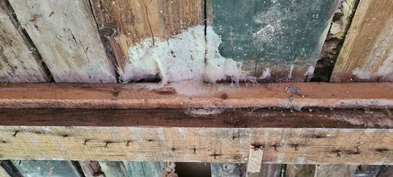 BAU.DE / BAU-Forum: 3. Bild zu Frage "Wei&szlig;er Porenschwamm oder doch Hausschwamm?" im BAU-Forum "Holzschutz, Holzsch&auml;den, Holzsanierung"