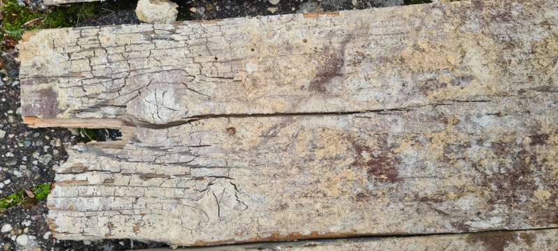 BAU.DE / BAU-Forum: 1. Bild zu Antwort "Eher Altschaden" auf die Frage "Wei&szlig;er Porenschwamm oder Hausschwamm? Erkennung, Unterschiede & Bek&auml;mpfung" im BAU-Forum "Holzschutz, Holzsch&auml;den, Holzsanierung"