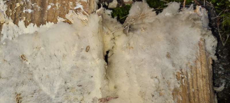 BAU.DE / BAU-Forum: 2. Bild zu Antwort "Eher Altschaden" auf die Frage "Wei&szlig;er Porenschwamm oder Hausschwamm? Erkennung, Unterschiede & Bek&auml;mpfung" im BAU-Forum "Holzschutz, Holzsch&auml;den, Holzsanierung"