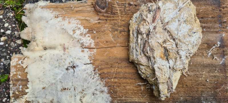 BAU.DE / BAU-Forum: 3. Bild zu Antwort "Eher Altschaden" auf die Frage "Wei&szlig;er Porenschwamm oder Hausschwamm? Erkennung, Unterschiede & Bek&auml;mpfung" im BAU-Forum "Holzschutz, Holzsch&auml;den, Holzsanierung"
