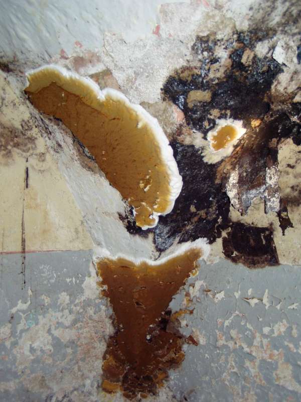 BAU.DE / BAU-Forum: 1. Bild zu Antwort "zugegeben" auf die Frage "Hausschwamm erkennen: Risiken, Sanierungskosten & Gutachter f&uuml;r Altbau?" im BAU-Forum "Holzschutz, Holzsch&auml;den, Holzsanierung"