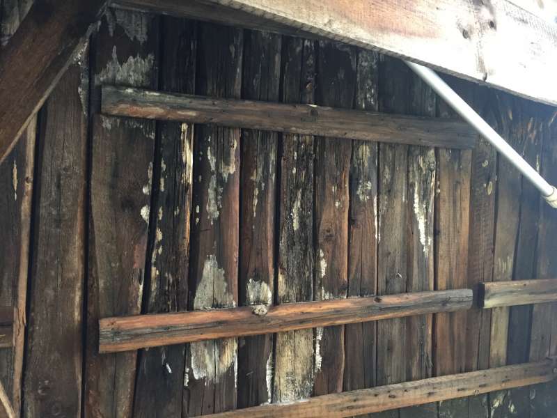 BAU.DE / BAU-Forum: 2. Bild zu Frage "Hausschwamm, Porenschwamm etc.?" im BAU-Forum "Holzschutz, Holzsch&auml;den, Holzsanierung"