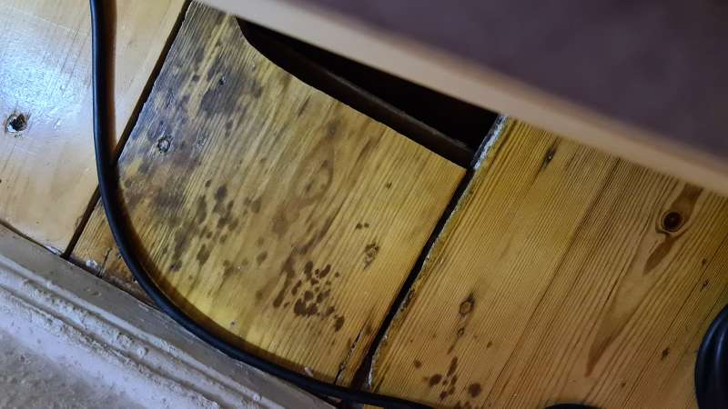 BAU.DE / BAU-Forum: 1. Bild zu Frage "Holzdiele verf&auml;rbt & Geruch: Pilz oder Ursache in Zwischendecke? Analyse & Ma&szlig;nahmen" im BAU-Forum "Holzschutz, Holzsch&auml;den, Holzsanierung"