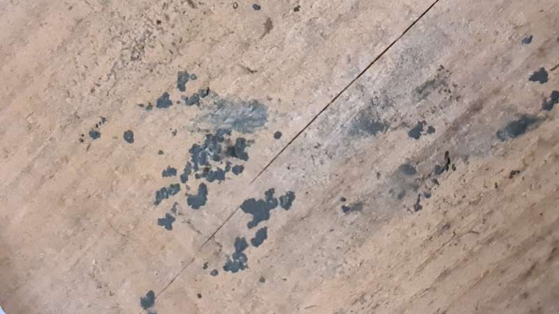 BAU.DE / BAU-Forum: 4. Bild zu Frage "Holzdiele verf&auml;rbt & Geruch: Pilz oder Ursache in Zwischendecke? Analyse & Ma&szlig;nahmen" im BAU-Forum "Holzschutz, Holzsch&auml;den, Holzsanierung"