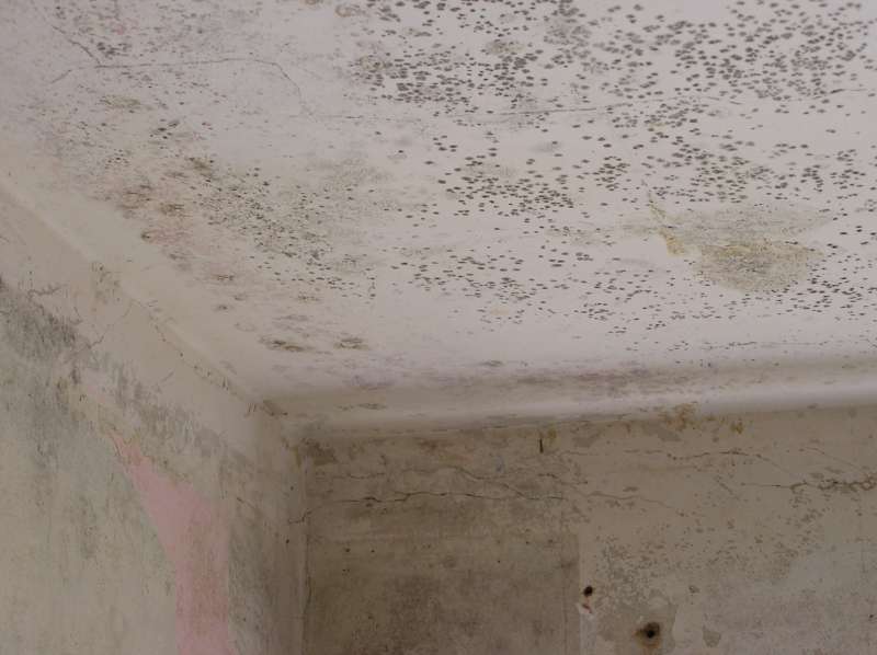 BAU.DE / BAU-Forum: 1. Bild zu Frage "Ist das Schimmel? Wenn ja, wie entferne ich diesen von der Wand bzw. Decke?" im BAU-Forum "Innenw&auml;nde"