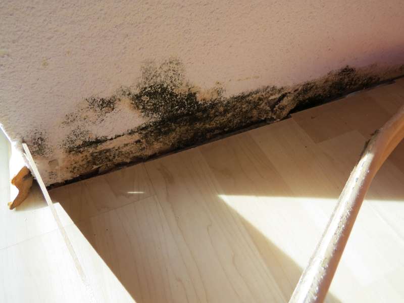 BAU.DE / BAU-Forum: 3. Bild zu Frage "Schimmel im Innenbereich auf und oberhalb der Sockelleiste / Fu&szlig;leiste festgestellt" im BAU-Forum "Innenw&auml;nde"