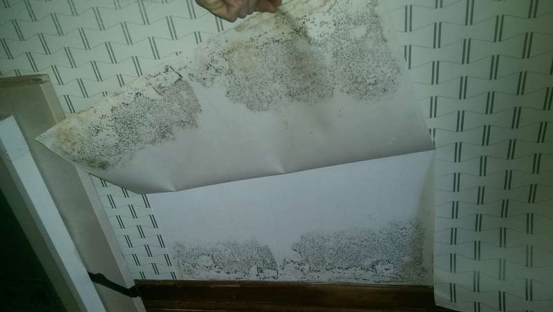 BAU.DE / BAU-Forum: 1. Bild zu Antwort "Kellerraum-Probleme: Schimmel hinter Tapete &ndash; Ursachensuche" auf die Frage "Kellerraum mit Erde bef&uuml;llt: Ursachen, Risiken & Sanierungsm&ouml;glichkeiten?" im BAU-Forum "Keller"