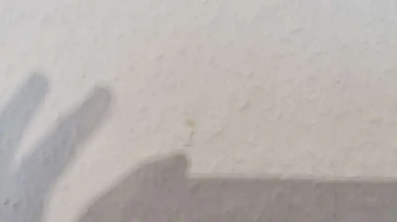 BAU.DE / BAU-Forum: 1. Bild zu Frage "Braune Flecken an der Wand: Ursachen, Risiken & Ma&szlig;nahmen bei Neubau?" im BAU-Forum "Keller"