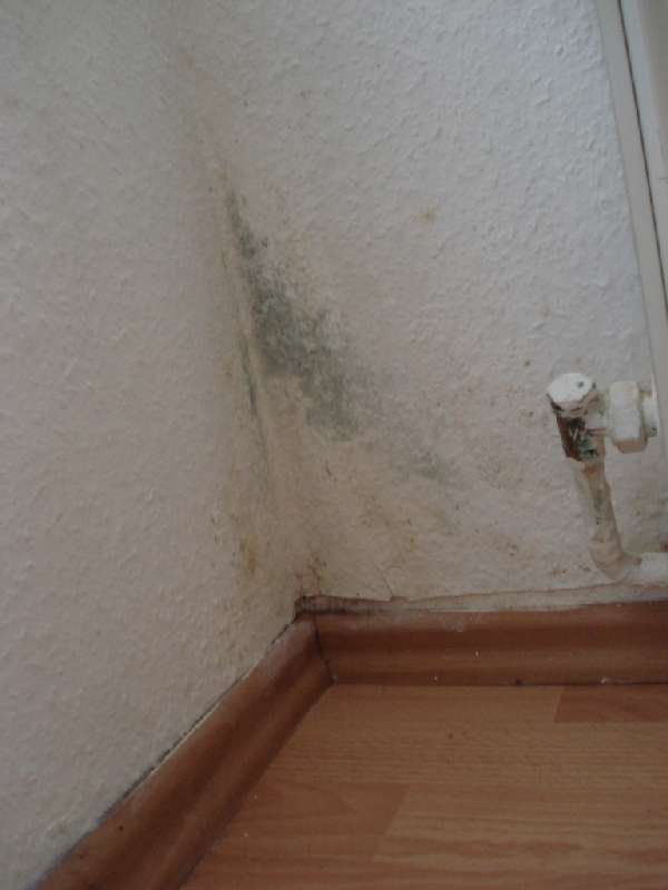 BAU.DE / BAU-Forum: 1. Bild zu Antwort "Schimmel im Altbau: Bilder der Sanierung als Ursachenforschung" auf die Frage "Kondenswasser am Fenster innen: Ursachen, Ma&szlig;nahmen & Risiken im Altbau?" im BAU-Forum "Modernisierung / Sanierung / Bausch&auml;den"