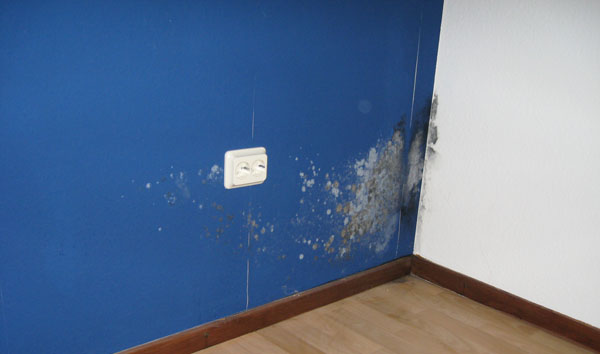 BAU.DE / BAU-Forum: 2. Bild zu Antwort "Schimmel an Wand: Ausma&szlig; (60x90cm) und Tapetenzustand" auf die Frage "Schimmel an der Wand entfernen: Kosten, Risiken & wann ein Fachmann n&ouml;tig ist?" im BAU-Forum "Modernisierung / Sanierung / Bausch&auml;den"