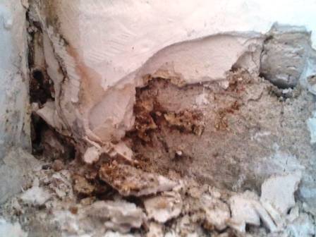 BAU.DE / BAU-Forum: 3. Bild zu Frage "Holzpilz am Fenster: Ungiftig, aber ungef&auml;hrlich? Hausschwamm erkennen & bek&auml;mpfen" im BAU-Forum "Modernisierung / Sanierung / Bausch&auml;den"