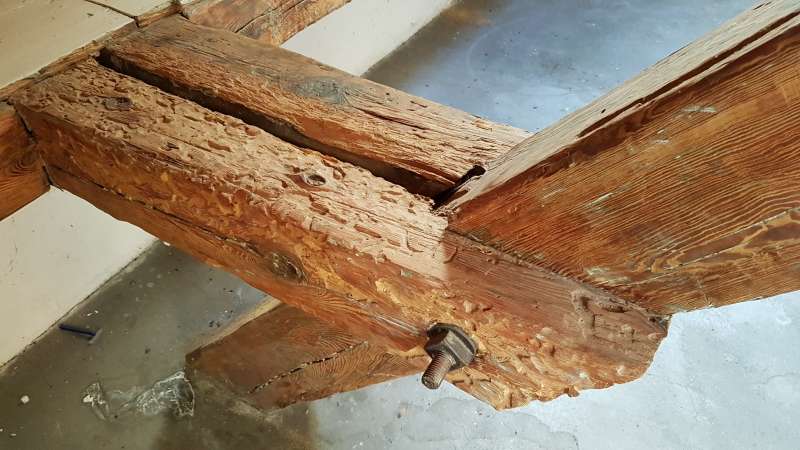 BAU.DE / BAU-Forum: 1. Bild zu Frage "Holzbock in alten Holzbalken? Erkennung, Risiken & Behandlungskosten im Altbau" im BAU-Forum "Modernisierung / Sanierung / Bausch&auml;den"