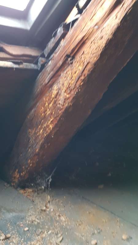 BAU.DE / BAU-Forum: 2. Bild zu Frage "Holzbock in alten Holzbalken? Erkennung, Risiken & Behandlungskosten im Altbau" im BAU-Forum "Modernisierung / Sanierung / Bausch&auml;den"