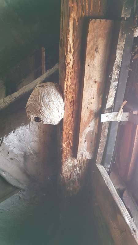 BAU.DE / BAU-Forum: 3. Bild zu Frage "Holzbock in alten Holzbalken? Erkennung, Risiken & Behandlungskosten im Altbau" im BAU-Forum "Modernisierung / Sanierung / Bausch&auml;den"