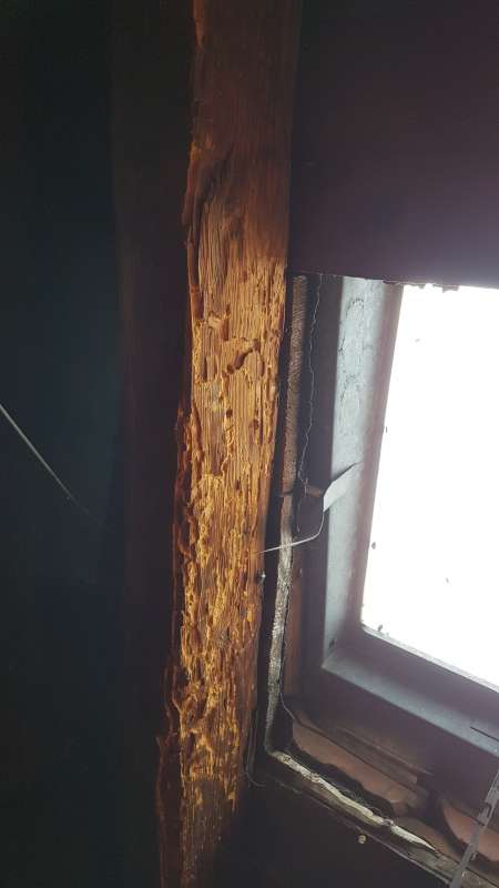 BAU.DE / BAU-Forum: 5. Bild zu Frage "Holzbock in alten Holzbalken? Erkennung, Risiken & Behandlungskosten im Altbau" im BAU-Forum "Modernisierung / Sanierung / Bausch&auml;den"