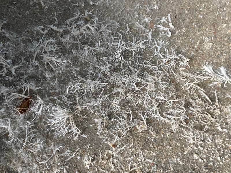 BAU.DE / BAU-Forum: 1. Bild zu Frage "Wei&szlig;e Ablagerungen auf Betonboden in Garage: Ausbl&uuml;hungen, Schimmel oder etwas Anderes?" im BAU-Forum "Modernisierung / Sanierung / Bausch&auml;den"