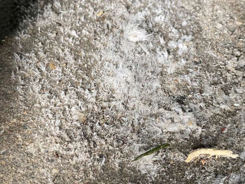 BAU.DE / BAU-Forum: 1. Bild zu Antwort "Schimmel oder Ausbl&uuml;hung? &ndash; Bildanalyse des Betonbodens" auf die Frage "Wei&szlig;e Ablagerungen auf Betonboden in Garage: Ausbl&uuml;hungen, Schimmel oder etwas Anderes?" im BAU-Forum "Modernisierung / Sanierung / Bausch&auml;den"