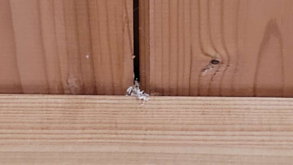 BAU.DE / BAU-Forum: 2. Bild zu Antwort "Lange nichts - nun neue Holzsp&auml;ne" auf die Frage "Ameisen in Deckend&auml;mmung: Ursachen, Risiken & Bek&auml;mpfung &ndash; Wie Decke &ouml;ffnen?" im BAU-Forum "Modernisierung / Sanierung / Bausch&auml;den"