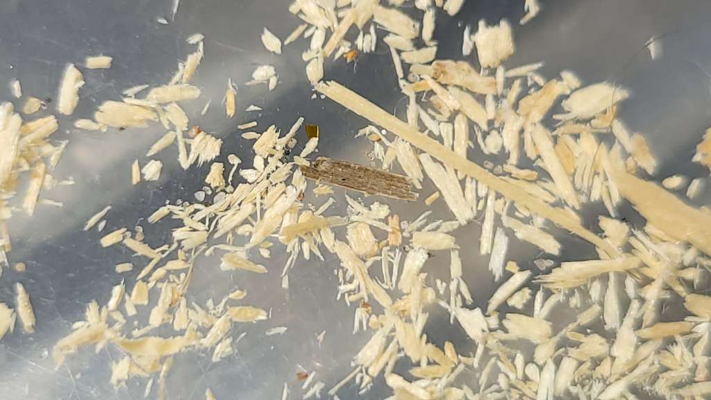 BAU.DE / BAU-Forum: 3. Bild zu Antwort "Lange nichts - nun neue Holzsp&auml;ne" auf die Frage "Ameisen in Deckend&auml;mmung: Ursachen, Risiken & Bek&auml;mpfung &ndash; Wie Decke &ouml;ffnen?" im BAU-Forum "Modernisierung / Sanierung / Bausch&auml;den"