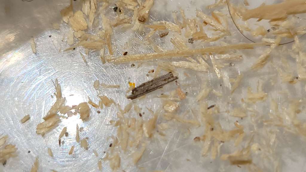 BAU.DE / BAU-Forum: 4. Bild zu Antwort "Lange nichts - nun neue Holzsp&auml;ne" auf die Frage "Ameisen in Deckend&auml;mmung: Ursachen, Risiken & Bek&auml;mpfung &ndash; Wie Decke &ouml;ffnen?" im BAU-Forum "Modernisierung / Sanierung / Bausch&auml;den"