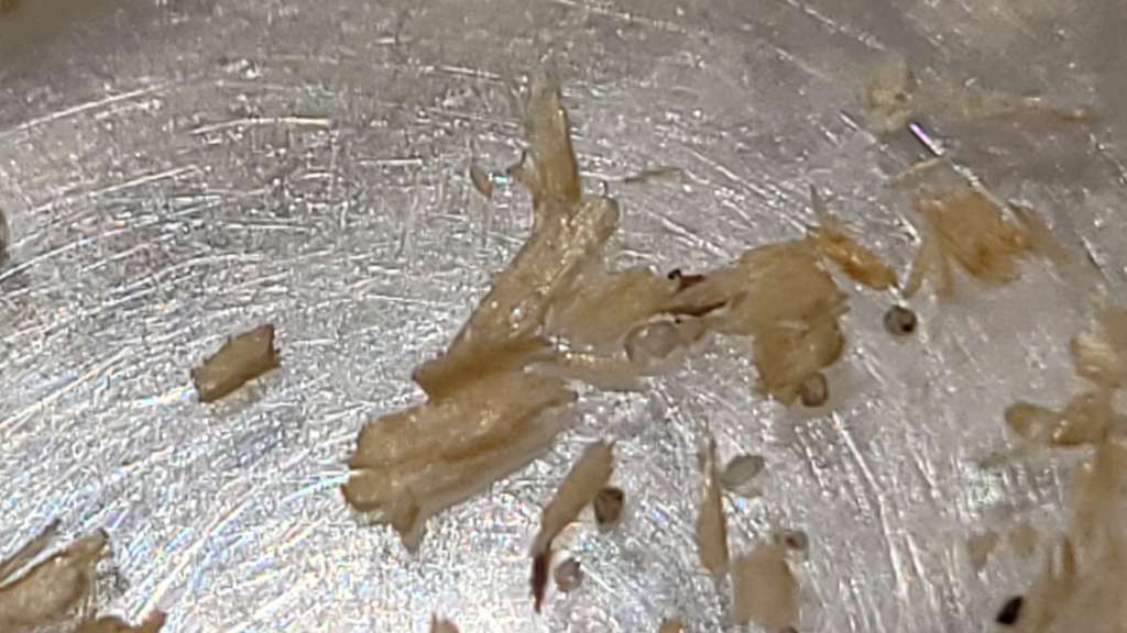 BAU.DE / BAU-Forum: 5. Bild zu Antwort "Lange nichts - nun neue Holzsp&auml;ne" auf die Frage "Ameisen in Deckend&auml;mmung: Ursachen, Risiken & Bek&auml;mpfung &ndash; Wie Decke &ouml;ffnen?" im BAU-Forum "Modernisierung / Sanierung / Bausch&auml;den"