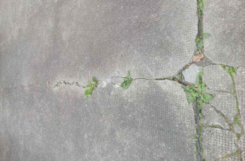 BAU.DE / BAU-Forum: 3. Bild zu Frage "Risse und Spalten im Betonboden der Hoffläche - was tun?" im BAU-Forum "Tiefbau und Spezialtiefbau" BAU.DE / BAU-Forum: 3. Bild zu Frage "Risse und Spalten im Betonboden der Hoffläche - was tun?" im BAU-Forum "Tiefbau und Spezialtiefbau"