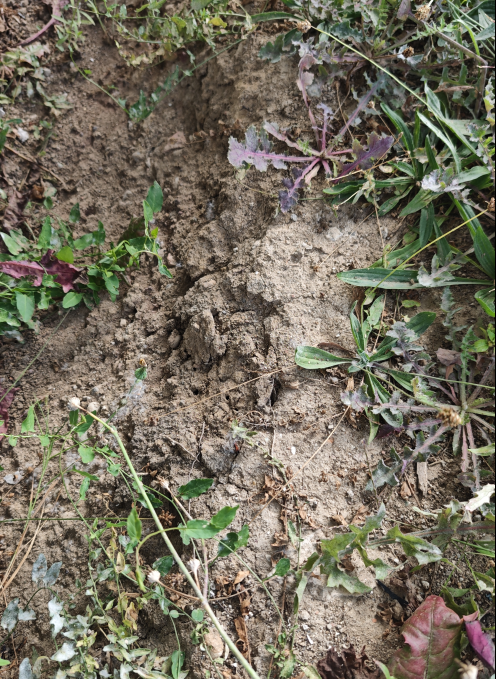 Bild zu Inserat-Nr. 1757670947