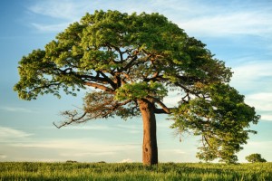 Ein Baum ist eine mehrjährige Pflanze mit einem Holzstamm, Ästen und Blättern.