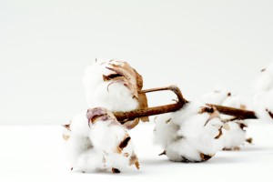 Der Begriff Bio, kurz für biologisch, kennzeichnet Produkte, die nach bestimmten ökologischen Richtlinien erzeugt oder hergestellt wurden.