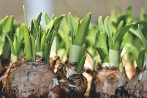 Eine Blumenzwiebel ist eine unterirdische Speicherorganstruktur, die Pflanzen wie Tulpen, Narzissen oder Hyazinthen dazu befähigt, Nährstoffe zu speichern und während des Wachstumsprozesses schnell auszutreiben.