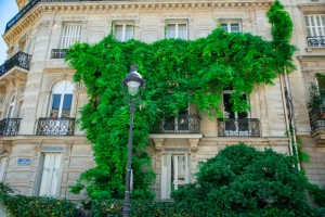 Grüne Fassaden gestalten: Verwandeln Sie Ihre Hauswand in eine blühende Oase - Bild: Daphné Be Frenchie / Unsplash