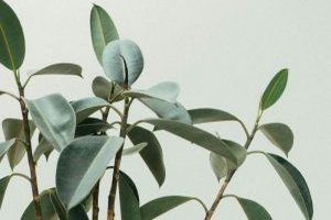 Eine Grünpflanze ist eine Pflanze mit Blättern, die chlorophyllhaltig sind und daher grün erscheinen.