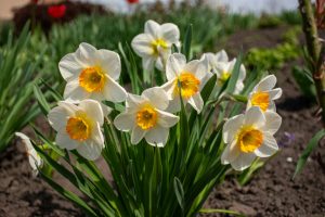 Die Narzisse, oft als Osterglocke bezeichnet, ist eine Zwiebelpflanze, die durch ihre gelben oder weißen Blüten auffällt.