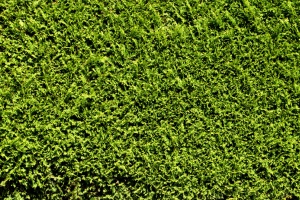 Sichtschutz im eigenen Garten: Bauliche und pflanzliche Varianten im Vergleich - Bild: PIRO 4D / Pixabay