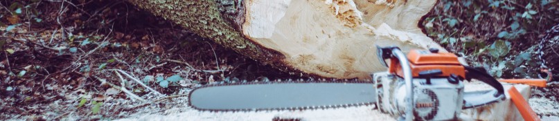 Baum fällen im Garten – So geht’s sicher & gesetzeskonform