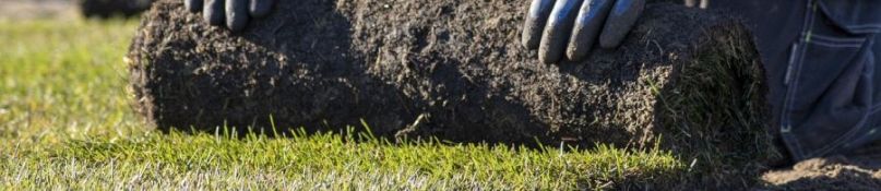 Rollrasen oder Saatrasen: Die Vor- und Nachteile im Vergleich